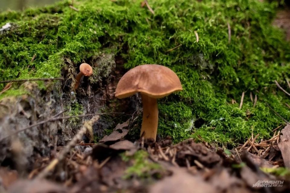 ������� ���: ������� ���������� ������� �������� ������ 2025 ����