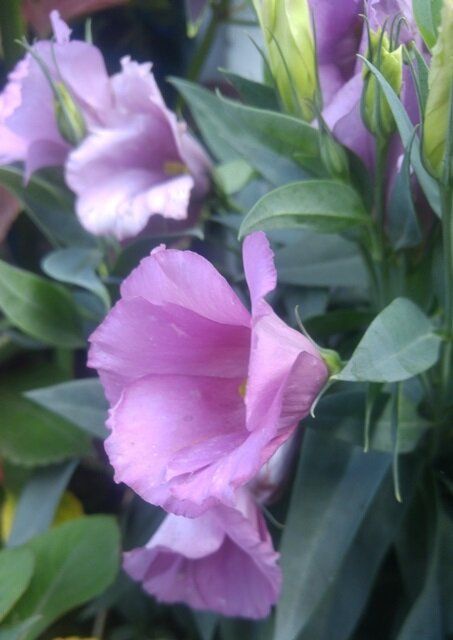 Как подготовить рассаду цветов в январе: секреты успешного посева