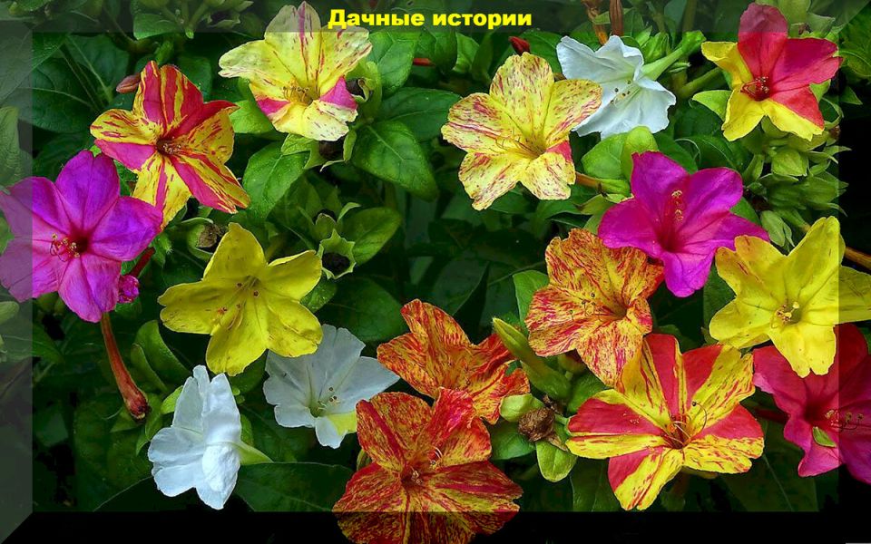 Тепличные хитрости: как создать идеальные условия для растений