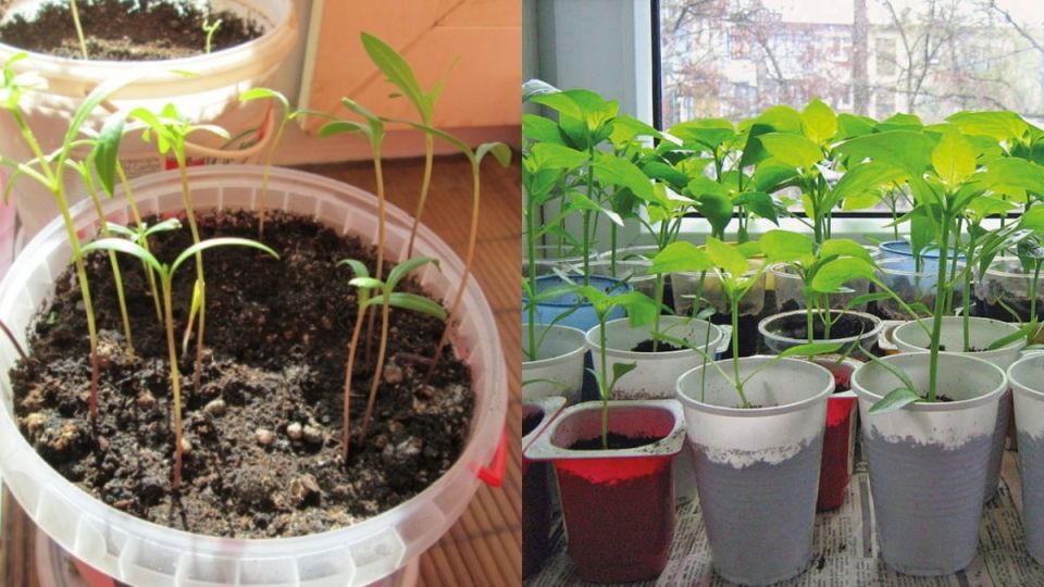 Когда высаживать перцы: секреты идеальной рассады и советы опытных огородников