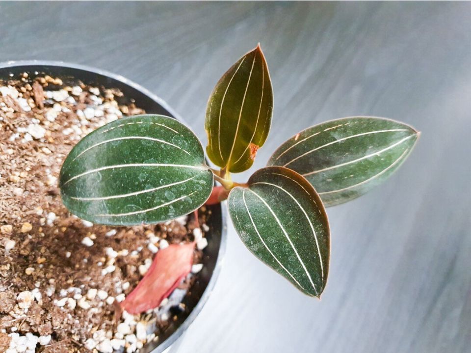 ��� �������� �� ������� �������������� �� ��� ������: ������ � �������