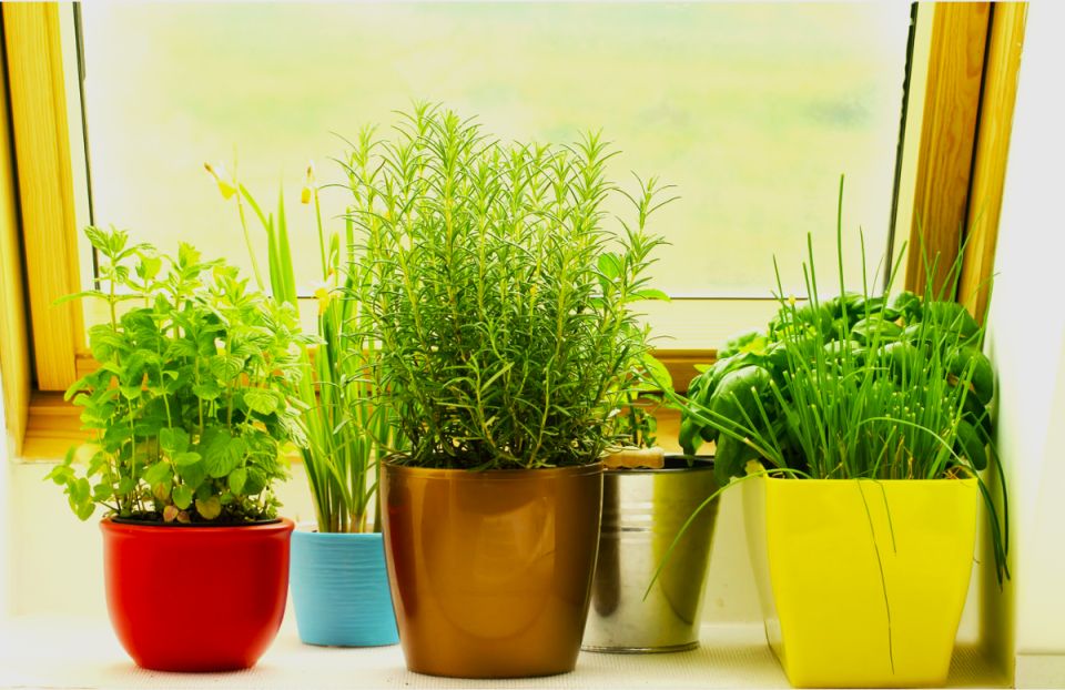 Грядки на подоконнике: как вырастить зелень в холодное время года
