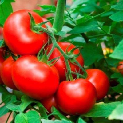 ������ ������� ����: ������� �������� ������ � ����� ��������