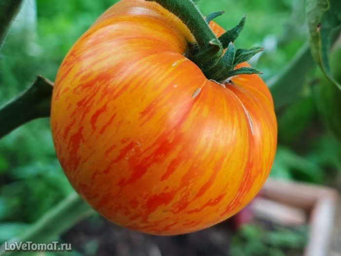 ��������� ������: ������������ ����� Marvel Stripe