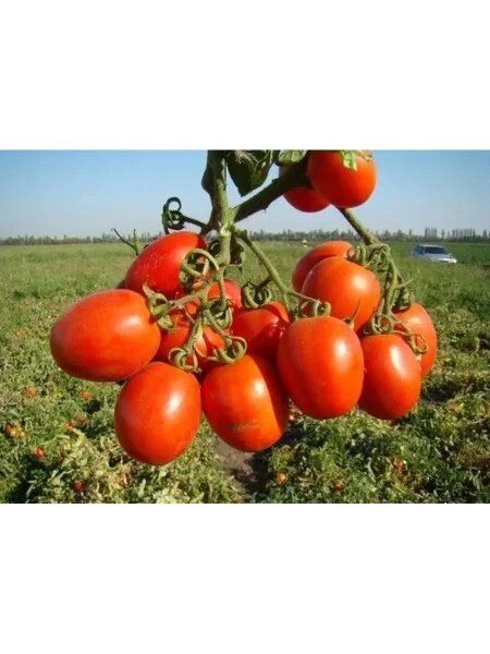 ����������� ����� �������� �����: ����������� ������� ��� ��������� ������ ������