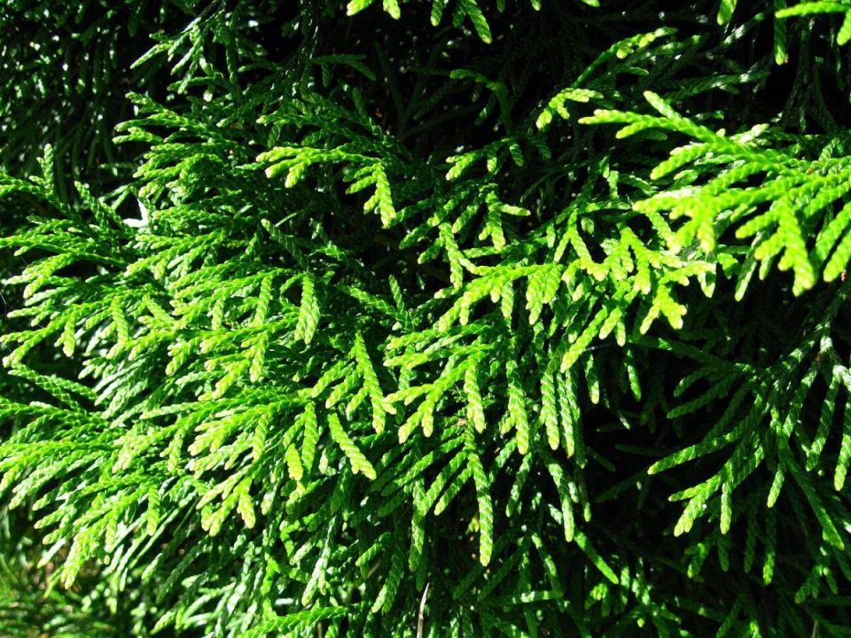 ��� ��� ������ �� �������� ����� � ����