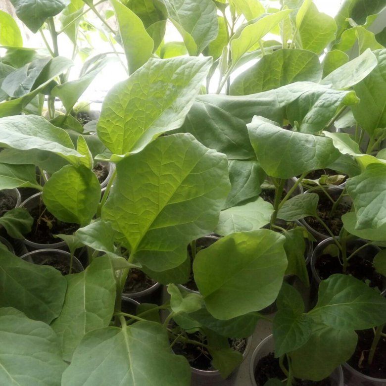 Зачем мучить рассаду: пять культур, которые лучше сеять сразу в грунт