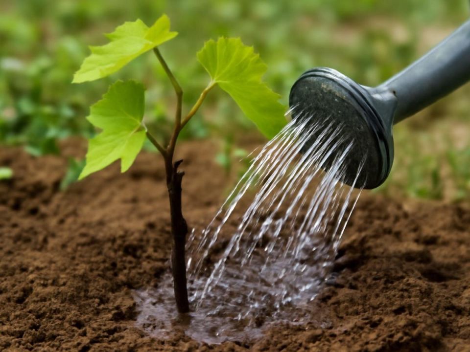 ��� ������� ����������� ���������: ������� ��������� � ����������