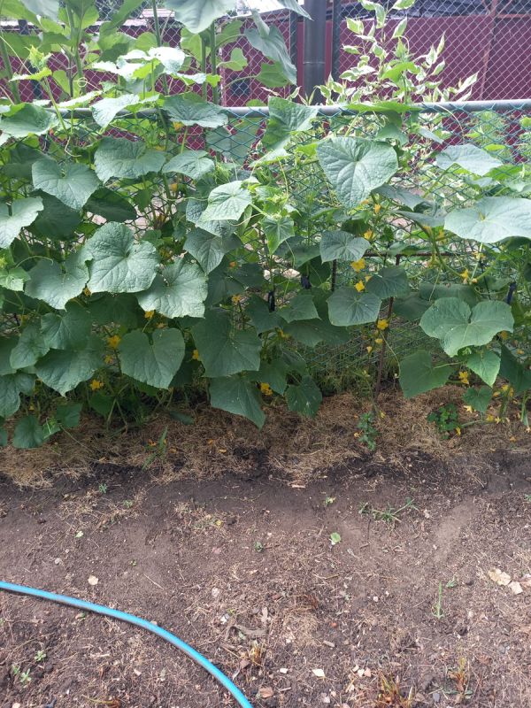 ���� ���� - ���� ����: ��� ������������ �������� ������� ��������