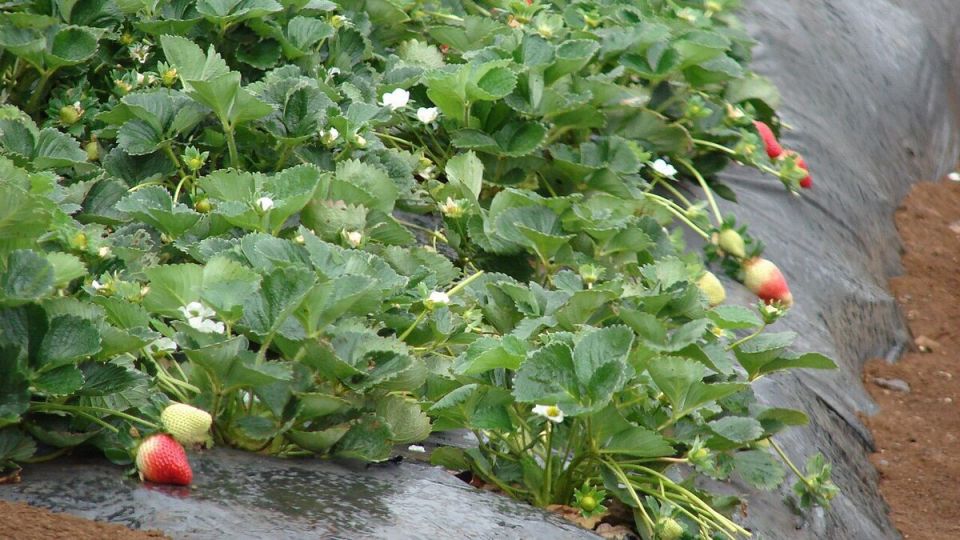 Что сажать после клубники: советы для успешного урожая