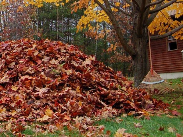 Листья как ценный ресурс: полезные советы для дачников и жителей пригородов
