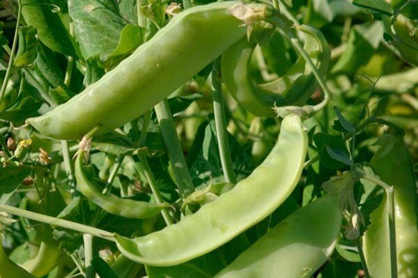 ����� �������� 112: ��� ��������� ������� ������