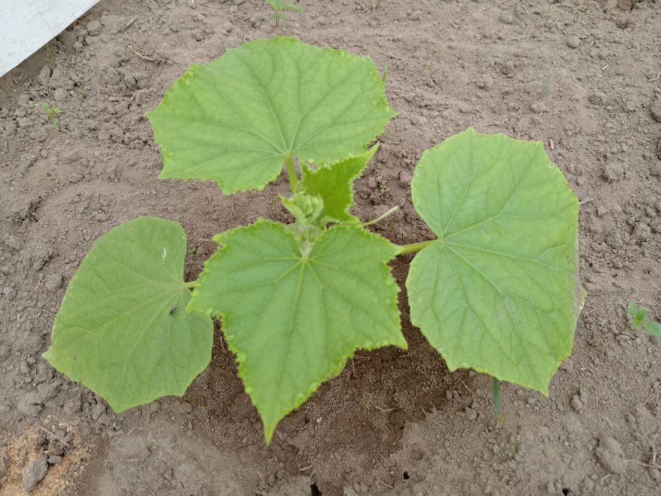 Ошибки при выращивании огурцов, которые стоит исправить немедленно