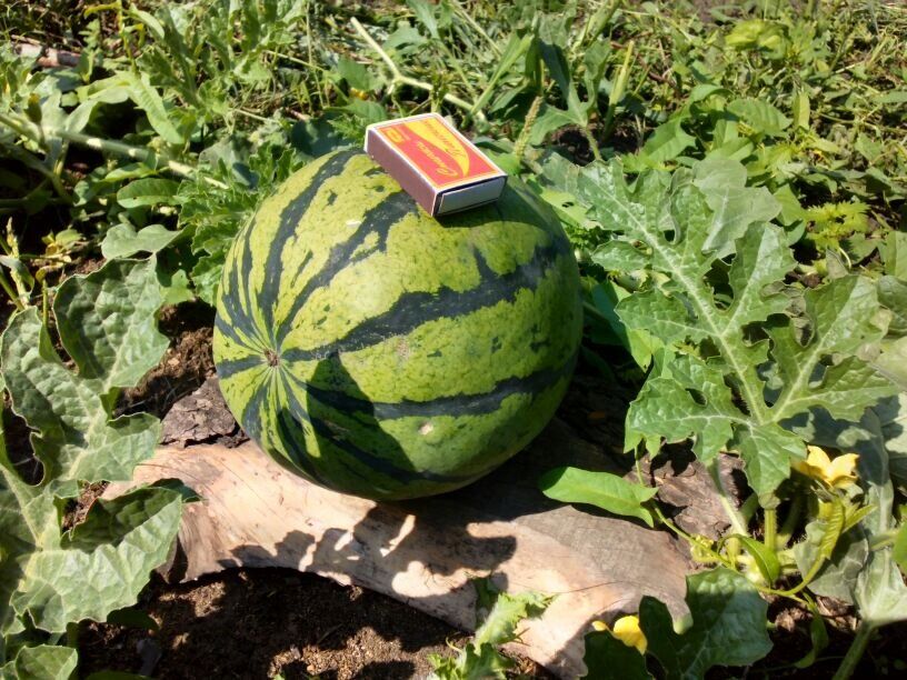 Как вырастить арбузы в Сибири: советы для успешного урожая