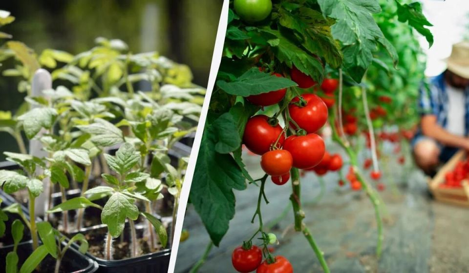 ��������� �������: ��� � ����� ����� ������ ��� ������ � ��������, ����� ������ ������ �����