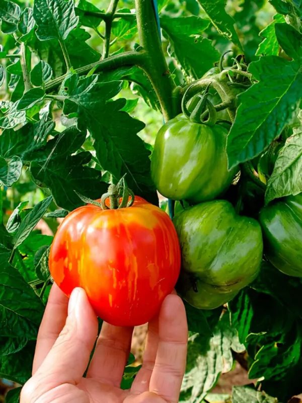 ���������� ��������� �����: ������ ������� � ����������� �������� ��� ����� ������