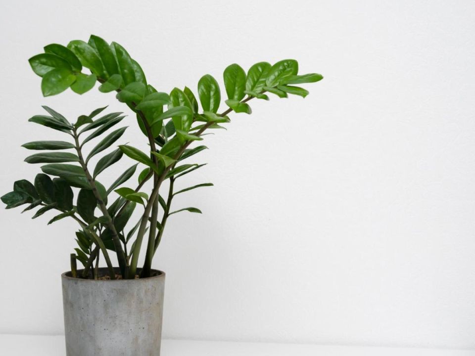 �������� ��� � ���� � �������� ���������� ����������