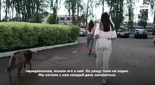 «Мышц у него не было, потому что цепь в старой будке была короткая»: брянские волонтеры спасли брошенного пса с сильным ожирением