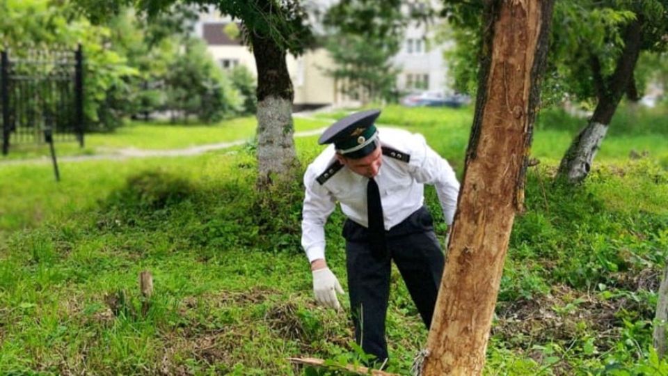 В Брянской области выявили очаг ясеневой изумрудной златки
