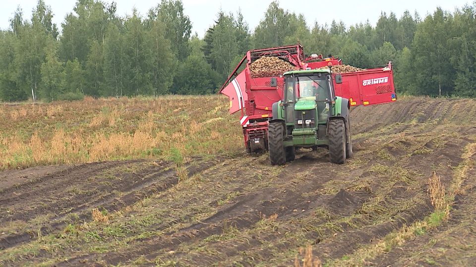 На брянских полях началась пробная уборка молодого картофеля