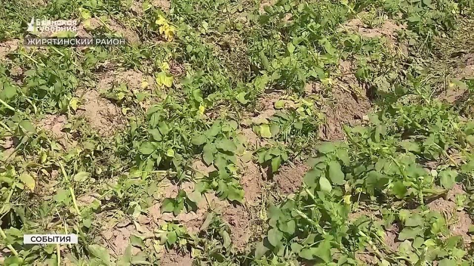 Тем временем для брянских аграриев стартовала горячая пора
