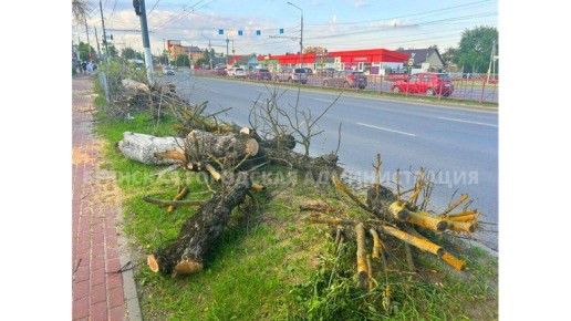 В Брянске продолжается «ясенезамещение»