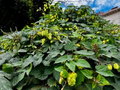 2 .   : Humulus lupulus