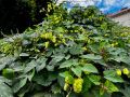 2 .   : Humulus lupulus
