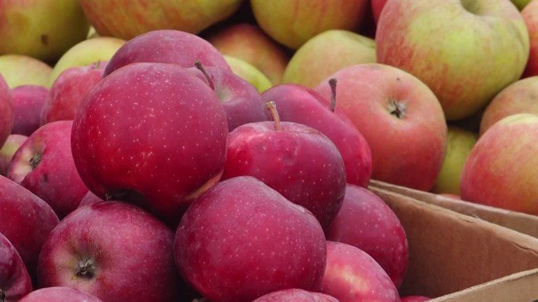 Брянские фермеры заканчивают собирать яблоки