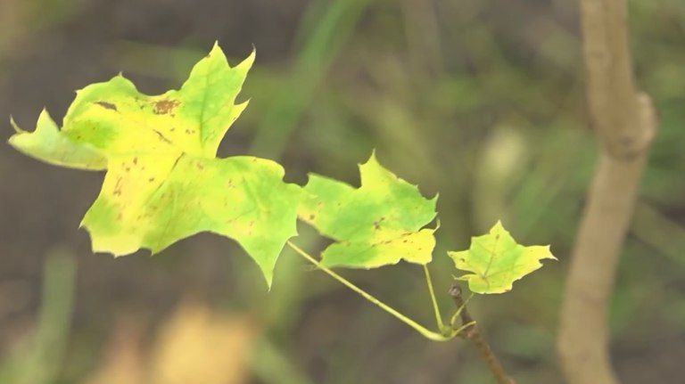 В Брянске провели акцию «Отцовский парк»