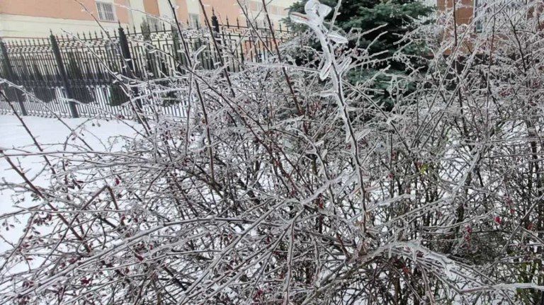 Брянцев предупредили о ночных заморозках 23 октября