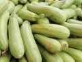 Кабачки без семян: выбираем лучшие сорта для огорода