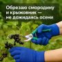 Почему август — идеальное время для обрезки смородины и крыжовника