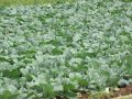 Как вырастить рассаду капусты: секреты успеха для каждого садовода