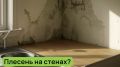 Как навсегда избавиться от плесени: простые шаги и проверенные методы