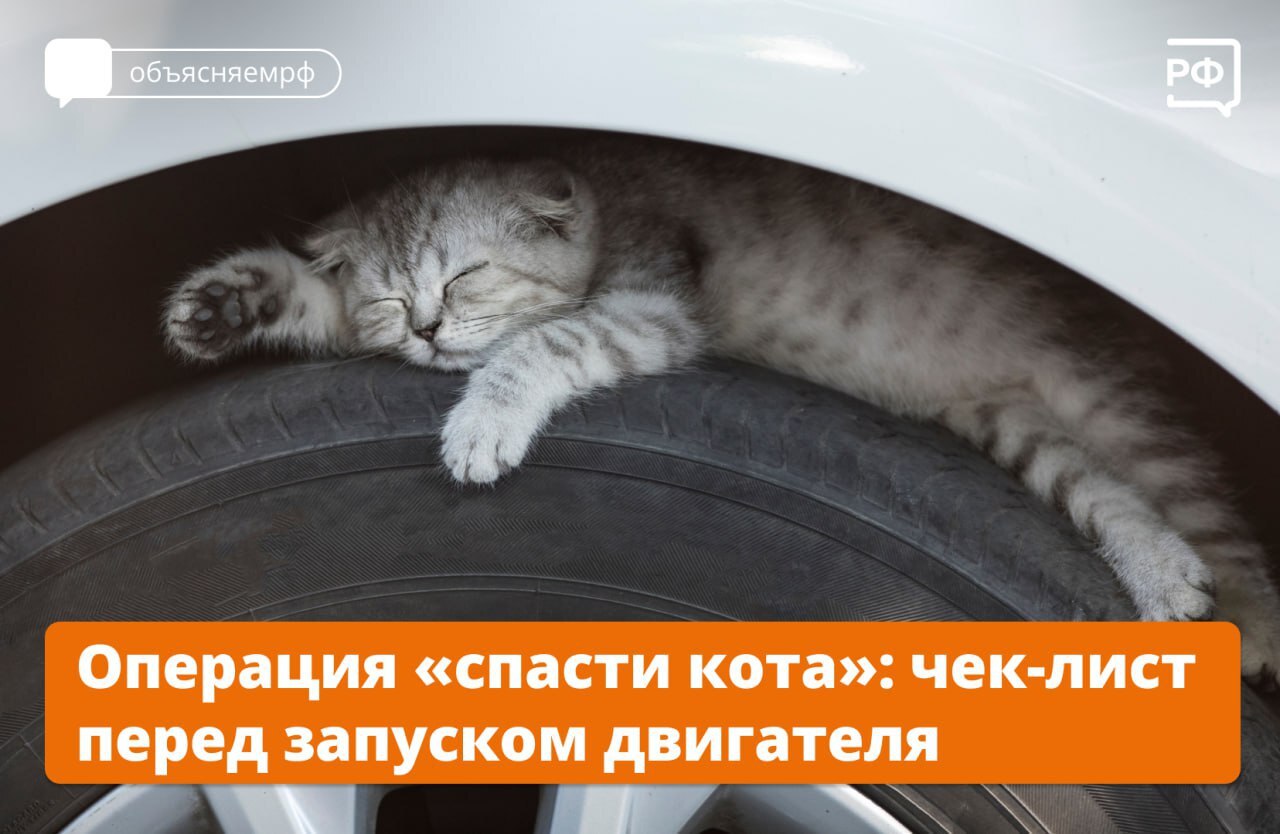 С наступлением холодов бездомные котики могут забираться на колёса или под капот машин: они греются у тёплого двигателя