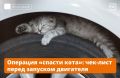 С наступлением холодов бездомные котики могут забираться на колёса или под капот машин: они греются у тёплого двигателя