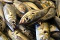 Консервированный тунец: быстрые и вкусные рецепты от поваров