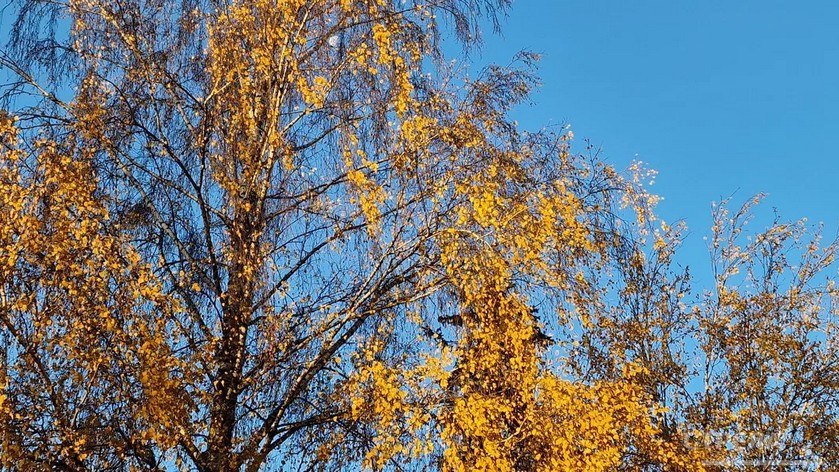 Завтра, 29 октября, в Брянской области будет наблюдаться облачная погода