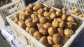В Брянской области на ярмарках выходного дня продали 17 тысяч тонн картофеля