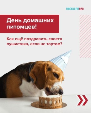 Праздник для вашего пушистика: как порадовать друга