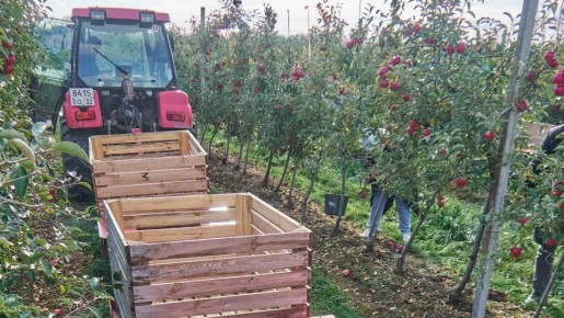 В Брянском саду собрали рекордный урожай яблок в 2025 году