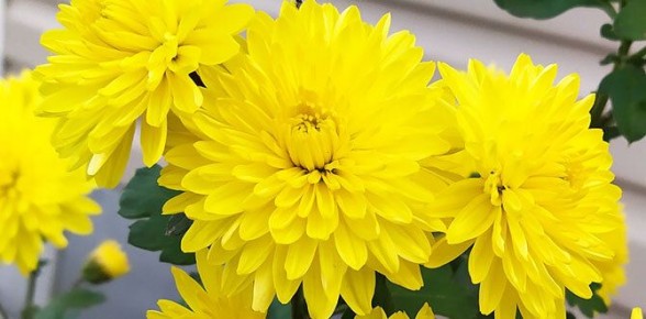 Секреты долголетия для свежесрезанных цветов