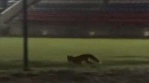 В поселке Локоть заметили ночные прогулки лис по местному стадиону