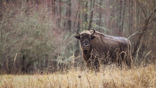 В заповеднике «Брянский лес» рассказали, когда начнется сезон экскурсий к зубрам