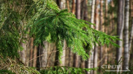 В Брянской области площадь земель лесного фонда составляет 1 млн 211 тысяч гектаров