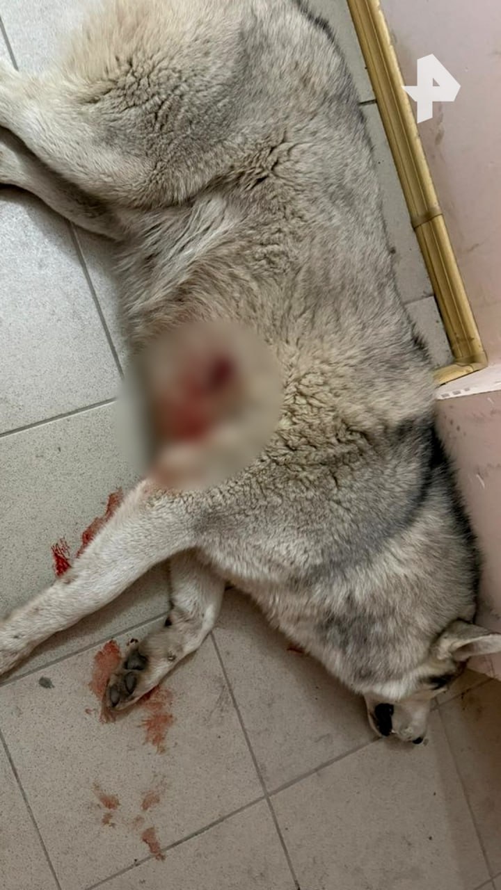 Хаски застрелили посреди жилого двора — пёс Барсик умер, пытаясь добраться до людей за помощью Хаски застрелили посреди жилого двора — пёс Барсик умер, пытаясь добраться до людей за помощью