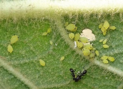 Как газированная вода спасет ваш сад от вредителей