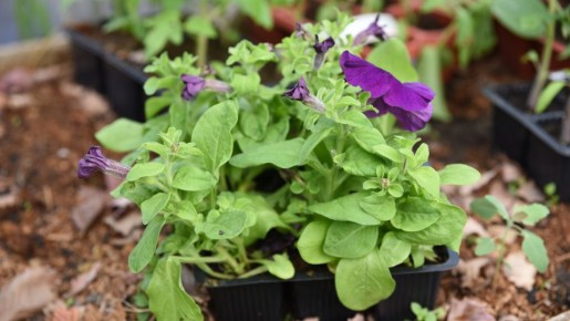 Как правильно высаживать семена петуний: советы по срокам и уходу