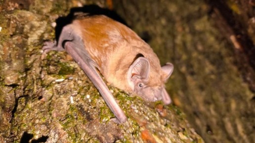 Брянские юные экологи разгадали тайны летучих мышей